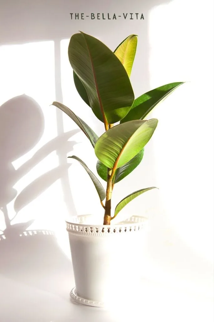 air-purifying indoor plants