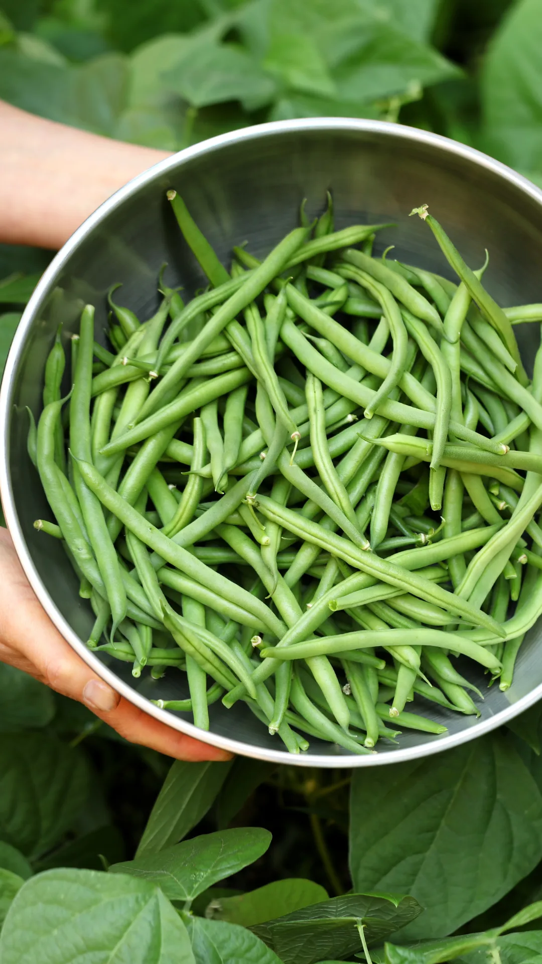 fresh green beans for potato salad