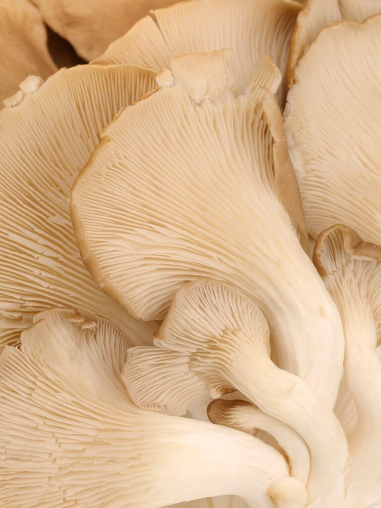  pearl oyster mushrooms