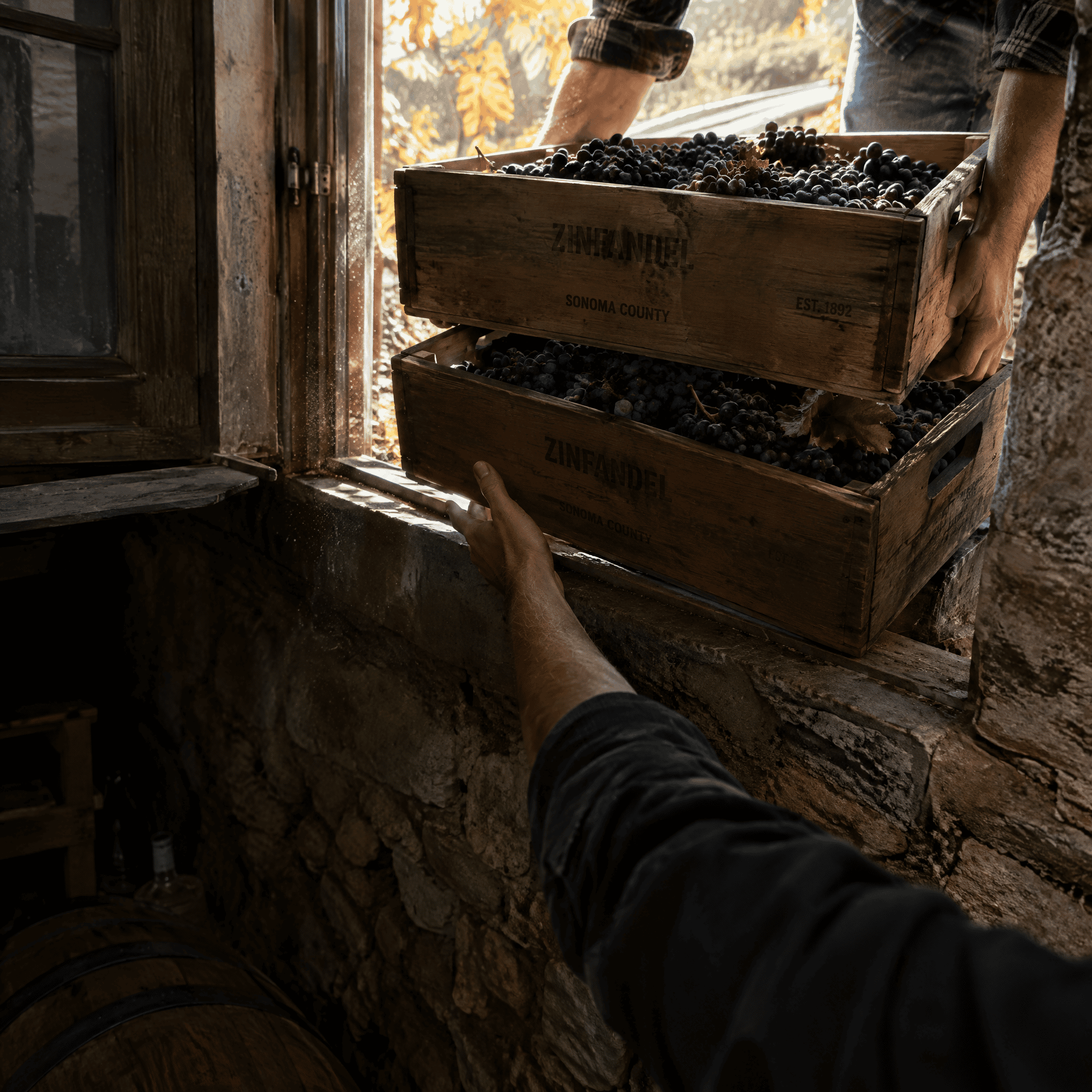 Crates of Grapes Come Through the Cellar Window