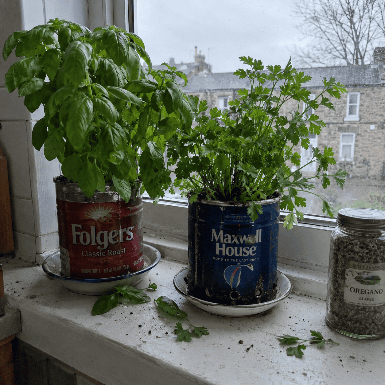 The Window Herbs in Coffee Cans